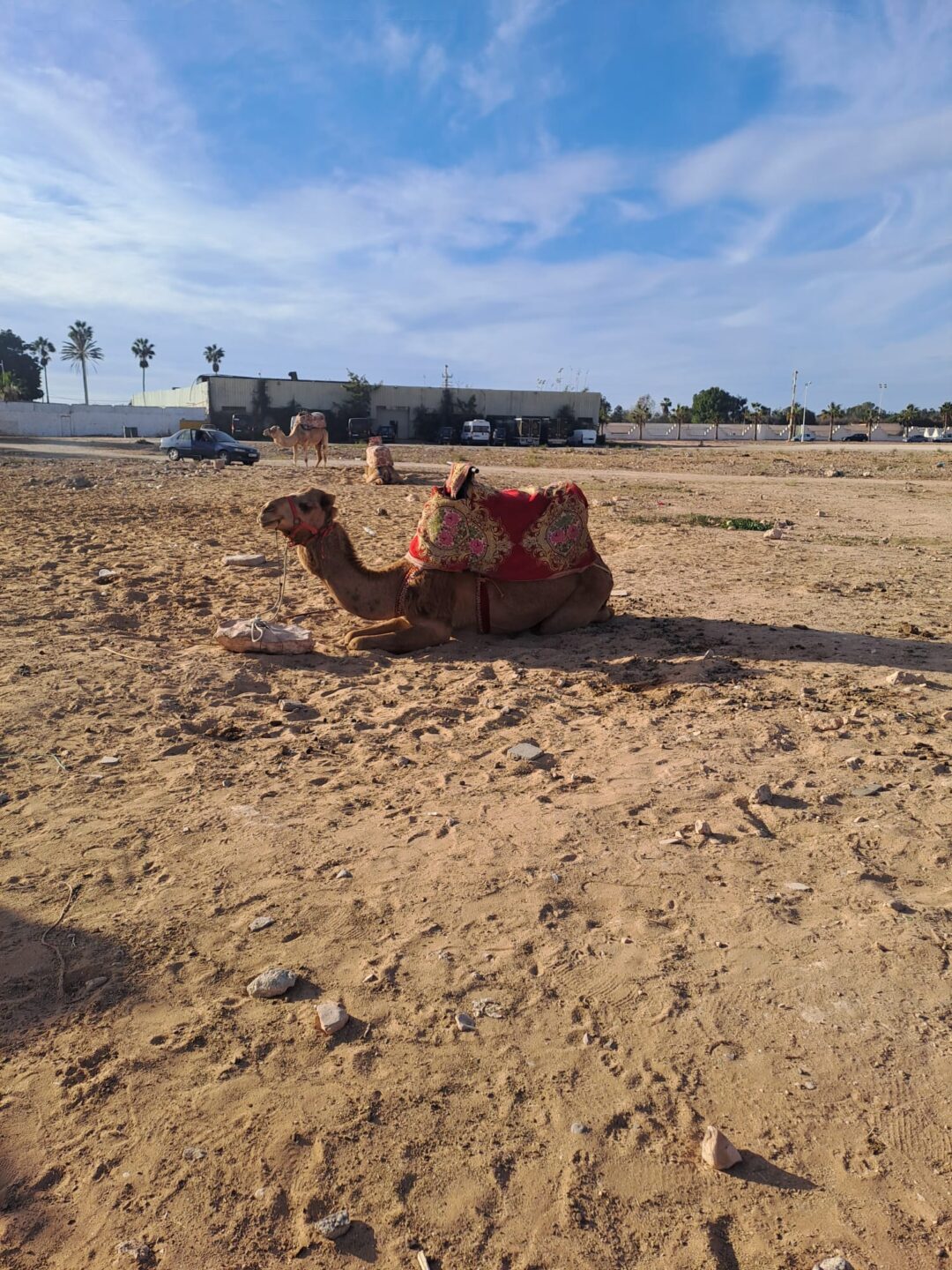 Camel Ride - Image 6