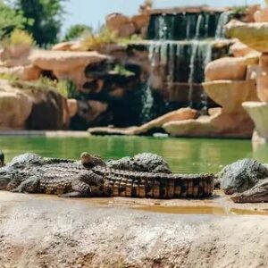Agadir Or Taghazout: Crocodile Park Trip With Entry Ticket