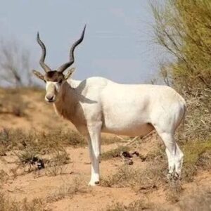 Agadir: Wildlife National Park Souss Massa Visit With Lunch